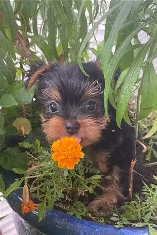 $500 : Yorkie puppies for sale image 2