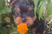 $500 : Yorkie puppies for sale thumbnail