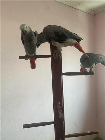 $750 : African Grey Parrots near me image 7