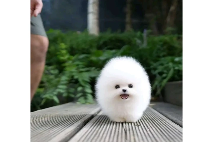$300 : Pomeranian and French bulldog image 1