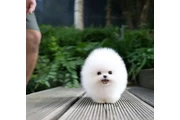 Pomeranian and French bulldog en Los Angeles