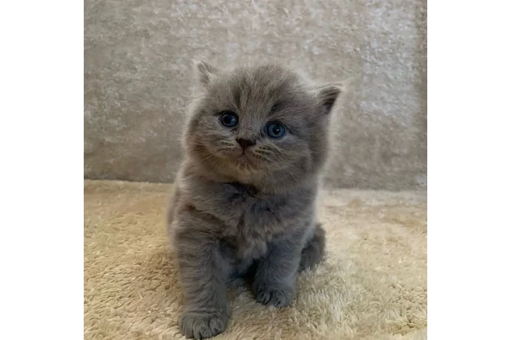 $300 : Cute British shorthair image 1