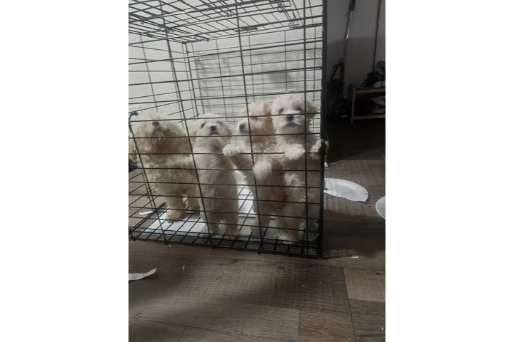 $500 : Maltipoo image 3