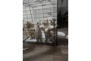 $500 : Maltipoo thumbnail