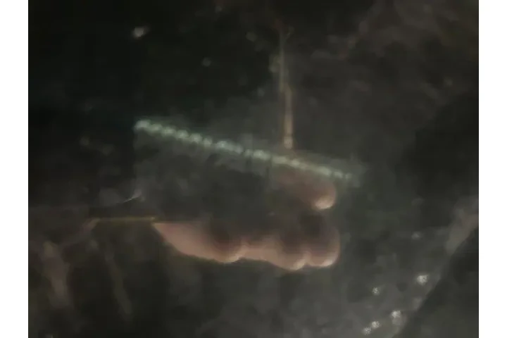 $34949 : Kia Carnival 2024 EX 4dr Min image 4