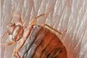 FUMIGACIONES TERMITE*BUGS thumbnail