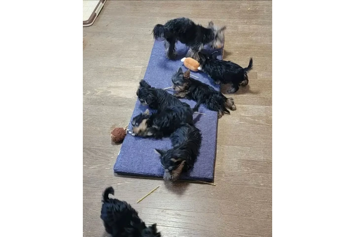 $350 : Cachorros yorkie taza de té image 3