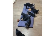$350 : Cachorros yorkie taza de té thumbnail