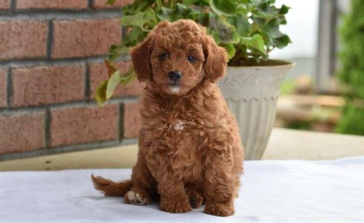 $500 : READY NOW GOLDEN DOODLE PUPS image 3