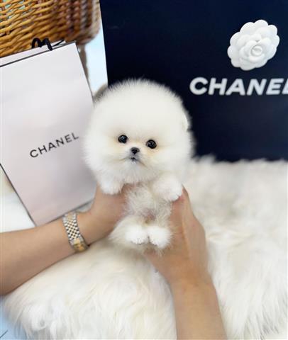 $250 : Pomeranian puppies for sale image 2