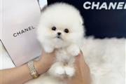 $250 : Pomeranian puppies for sale thumbnail