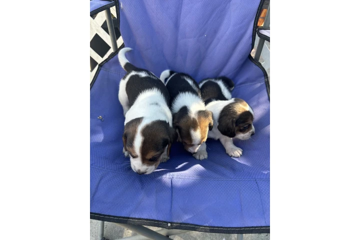 $400 : Beagle puppies image 3