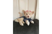 $300 : Shihtzu maltes thumbnail