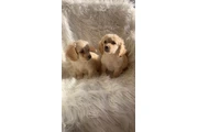 $250 : Maltipoos thumbnail