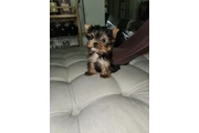 Cachorros de venta en Los Angeles