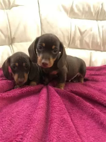 $350 : Dachshund Puppies. image 3