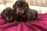 $350 : Dachshund Puppies. thumbnail