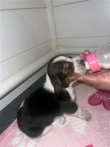 $800 : Basset hound image 8