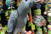 LOROS GRISES AFRICANOS EN VENT en North Dakota