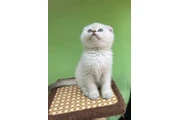 Scottish Fold For Sale en Chicago