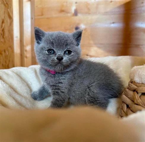 $350 : BSH kittens For Sale image 1