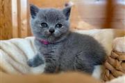 BSH kittens For Sale en New York