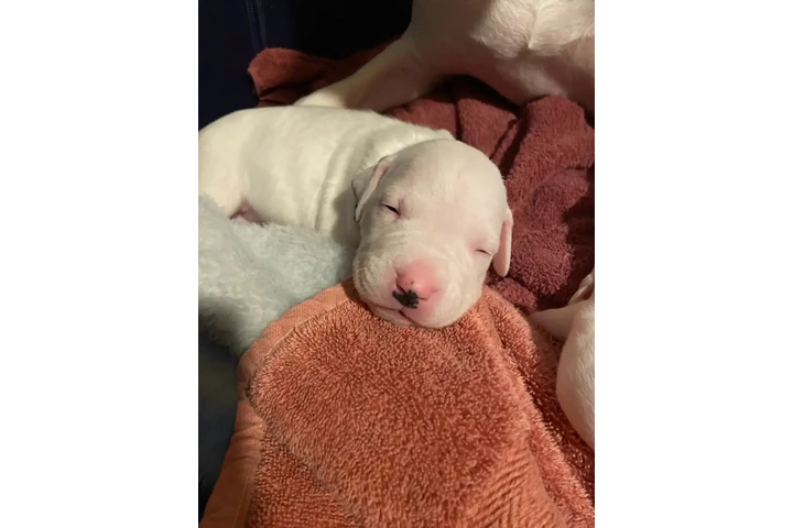 $2000 : Arentino Dogo Puppies image 3