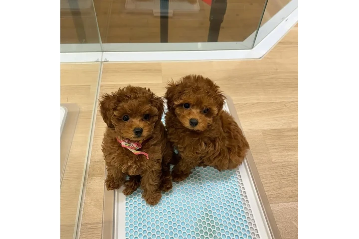 $350 : cachorros de caniche image 1