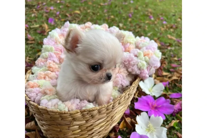 $350 : chihuahua en venta image 1