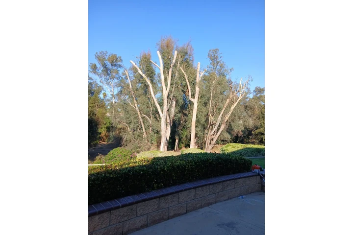 Tree & Landscaping Services image 4