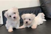 $500 : Super Adorable Maltese Puppies thumbnail