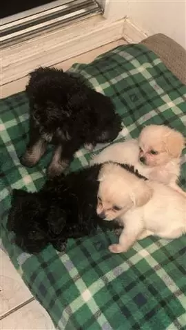 $300 : Cute shih tzu mix puppies image 1