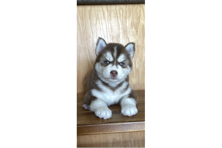 $400 : Siberian Husky Puppies image 2