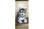 $400 : Siberian Husky Puppies thumbnail