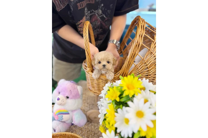 $450 : Pomeranian puppies for sale image 4