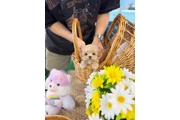 $450 : Pomeranian puppies for sale thumbnail