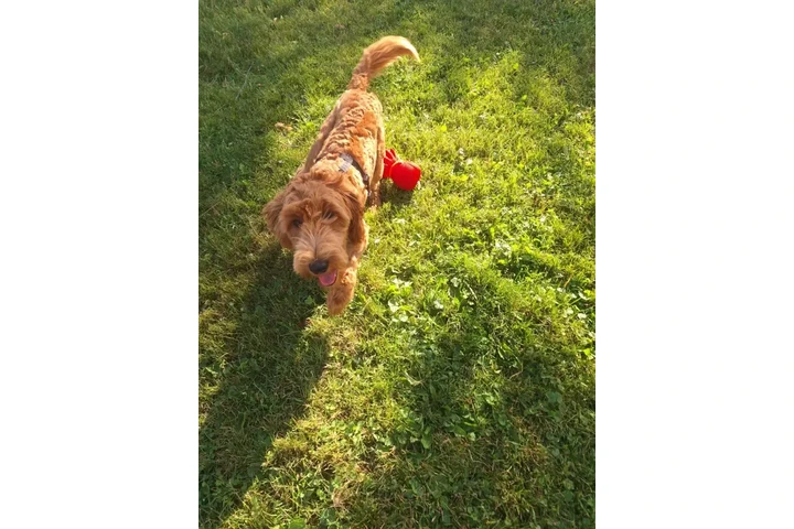 $1400 : 4 Whoodle puppies image 6