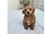 $350 : Cavapoo Toy F1B listo thumbnail