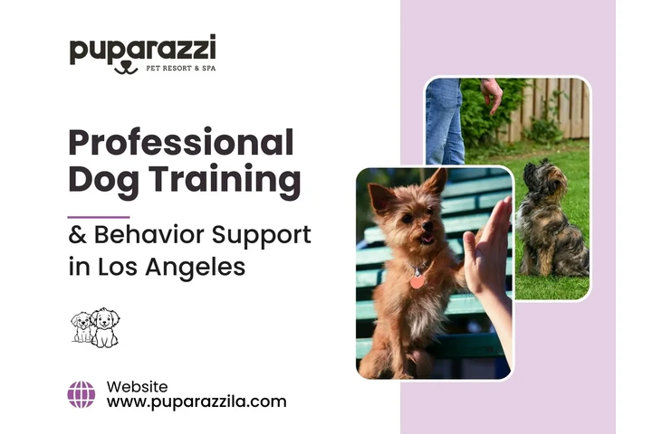 Professional Dog Training image 1