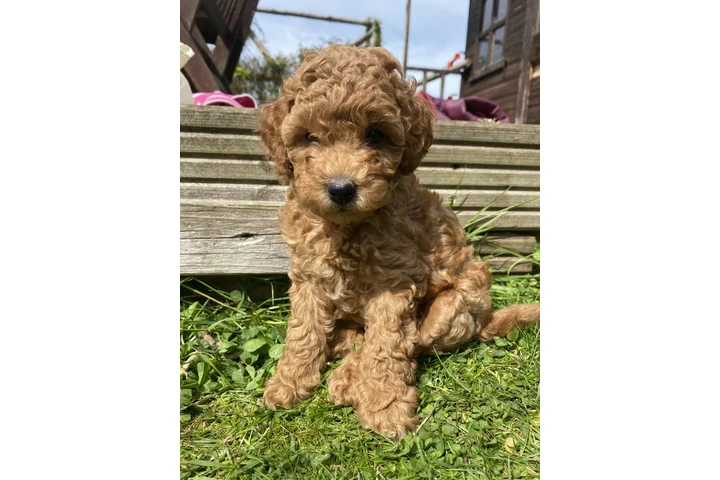 $450 : Real Poodle puppies for sale image 2