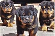 $500 : Cachorros de Rottweiler thumbnail