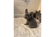 $400 : Adorable bulldog francés en ve thumbnail
