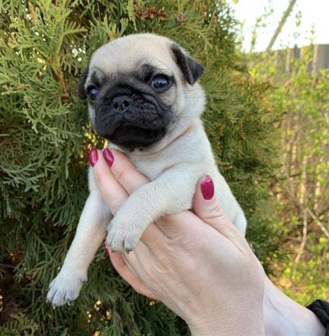 $350 : pug en venta cachorros image 1