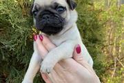 $350 : pug en venta cachorros thumbnail