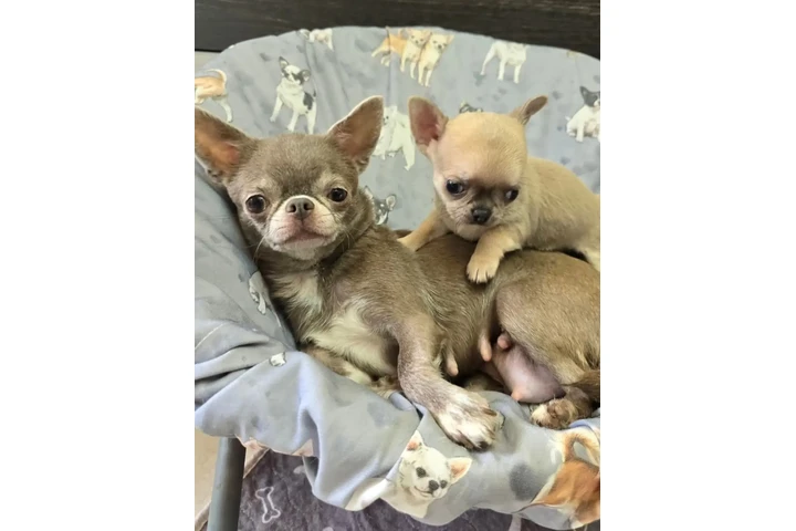$350 : Cachorros Chihuahua image 3
