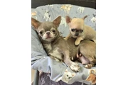 $350 : Cachorros Chihuahua thumbnail