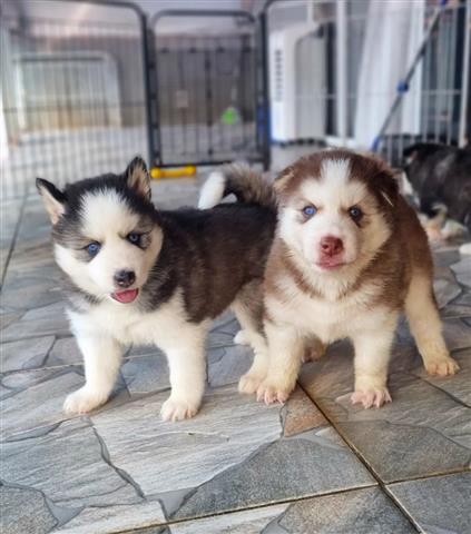 $350 : HUSKY SIBERIANO CACHORRO GRIS image 3