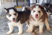 $350 : HUSKY SIBERIANO CACHORRO GRIS thumbnail