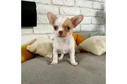 $350 : Chihuahua puppies thumbnail