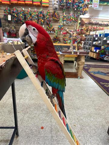 $375 : Facebook parrots image 4